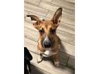 Adopt Benny a Boxer