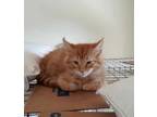 Adopt Gladyss DC a Domestic Medium Hair