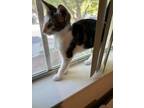 Adopt Leslies Sebastian a Domestic Short Hair