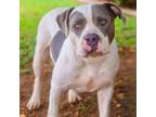 Adopt Pony 24-07-166 a Pit Bull Terrier