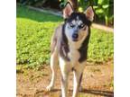 Adopt Dakota 24-07-163 a Husky