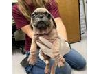 Adopt Cashew 24-06-019 a Pug