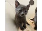 Adopt Escanor a Russian Blue, Domestic Short Hair