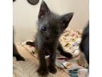 Adopt Meliodas a Russian Blue, Domestic Short Hair