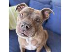 Adopt Dinero a Pit Bull Terrier