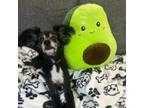 Adopt Peter a Papillon