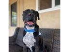 Adopt Rocco a Pit Bull Terrier