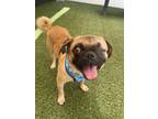 Adopt Aemond a Pug