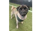 Adopt Shane a Pug