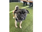 Adopt Squibb a Pug