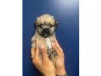 Adopt Hershey's a Pug, Terrier