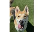 Adopt Ziggy a German Shepherd Dog, Siberian Husky