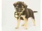 Adopt Wilbur a Shepherd, Mixed Breed