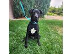 Adopt Wolverine a Black Labrador Retriever, Mixed Breed