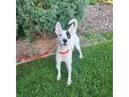 Adopt Chance a Mixed Breed