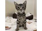 Adopt Lynx a Domestic Medium Hair