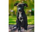 Adopt Bellyflop Bodhi a Labrador Retriever, Terrier