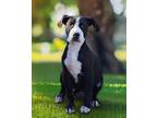 Adopt Chatterbox Chase a Labrador Retriever, Terrier
