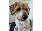 Adopt Toby a Poodle, Mixed Breed
