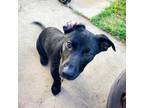 Adopt Dario a Dachshund, Labrador Retriever