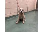 Adopt Lamar a Mixed Breed