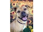 Adopt Finn a Terrier, Labrador Retriever