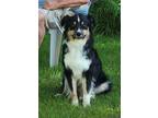 Adopt Ody a Australian Shepherd
