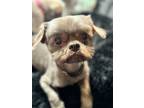 Adopt Hershey a Shih Tzu
