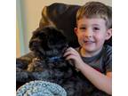 Adopt Tuffy a Poodle