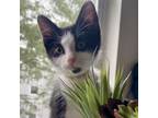 Adopt Marble a Domestic Short Hair