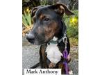 Adopt Mark Anthony a Catahoula Leopard Dog, Hound