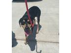 Adopt Flounder a Black and Tan Coonhound, Rottweiler
