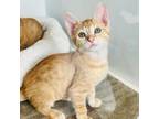 Adopt Kristoff a Domestic Short Hair