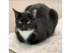 Adopt Yokai a Domestic Short Hair