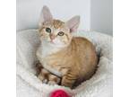 Adopt Sven a Domestic Short Hair