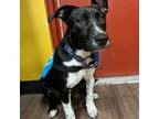 Adopt Billy the Kid a Border Collie