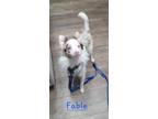 Adopt Fable a Australian Shepherd
