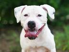Adopt THOR a American Staffordshire Terrier