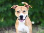 Adopt BENTLEY a American Staffordshire Terrier