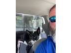 Adopt Ford a Border Collie, Shepherd