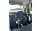 Adopt Lincoln a Labrador Retriever