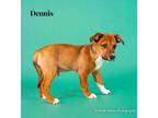 Adopt Dennis a Mixed Breed