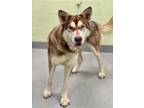Adopt Buckaroo a Alaskan Malamute, Mixed Breed