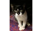 Adopt Steven a Domestic Short Hair
