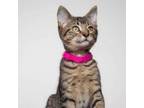Adopt Jinx Sanderson-ss a Domestic Short Hair