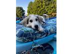 Adopt Sherman a Great Pyrenees