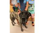 Adopt Andre a Mastiff