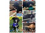 Adopt Cash a Mixed Breed