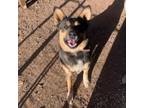 Adopt Gunner - Sweet, Playful Guy! a Australian Cattle Dog / Blue Heeler