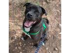 Adopt Charles - Sweet Boy! Dog Friendly, Potty Trained! a Pit Bull Terrier